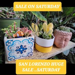 Plant Sale This SATURDAY FROM NOON TIL 5PM IN SAN LORENZO FROM $4 TO $25