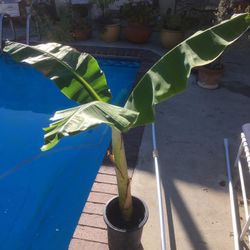 $25 banana blue java variety fruit tree