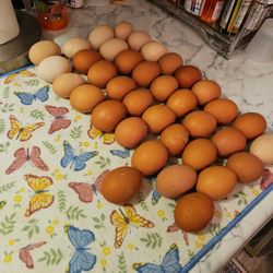 Fresh Eggs 
