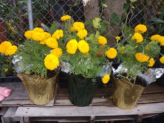 Marigold Sempasuchil Flor De Muerto Simpasuchil