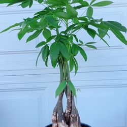Money Tree