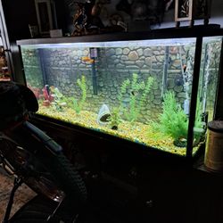 55 Gallon Fish Tank With Fish 