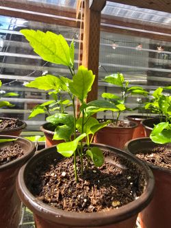 Rose of Sharon Starts