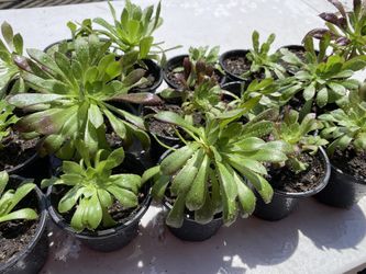Aeonium Arboreum Plant