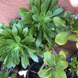 Suculenta