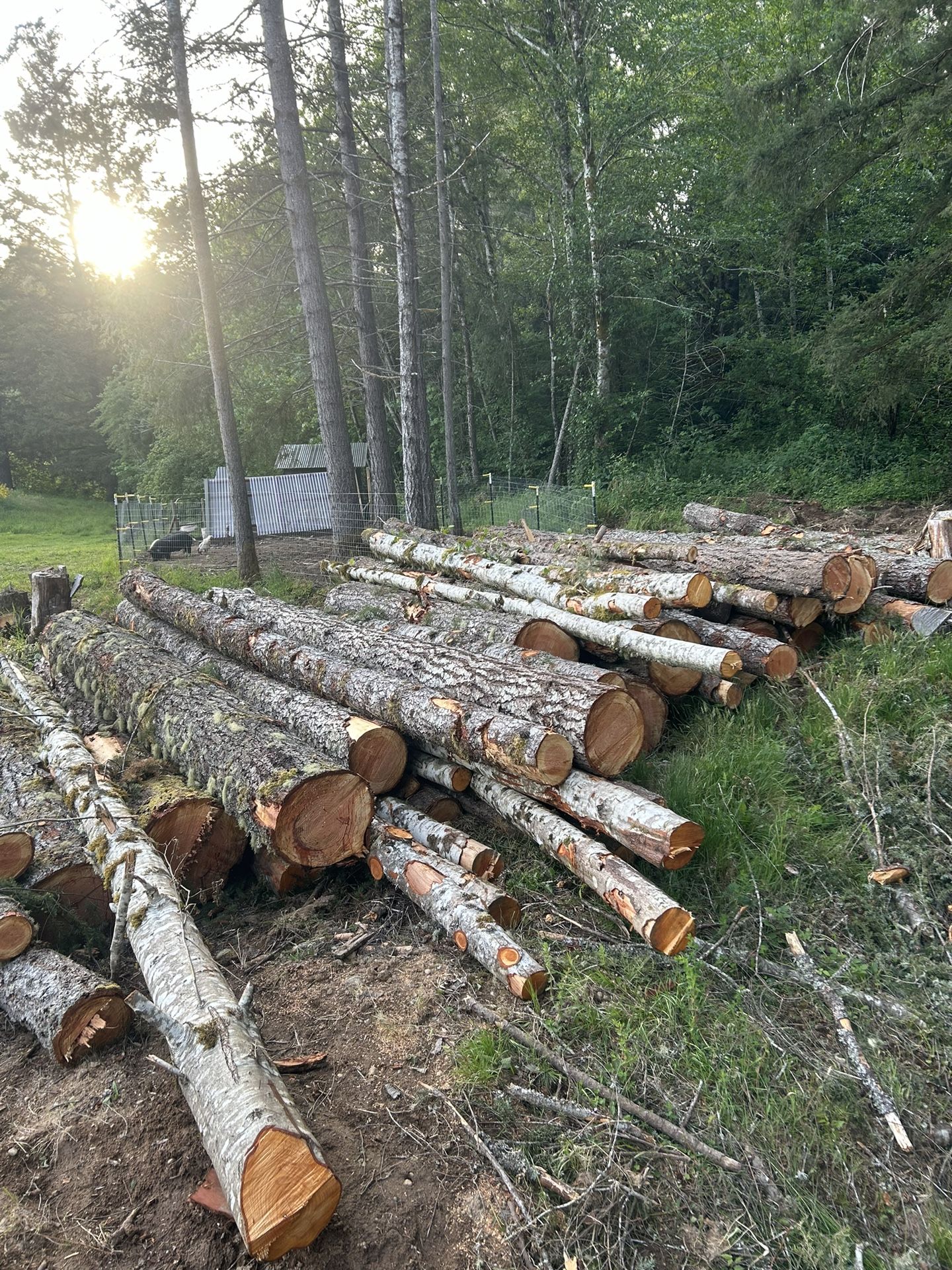 Firewood Or Logs