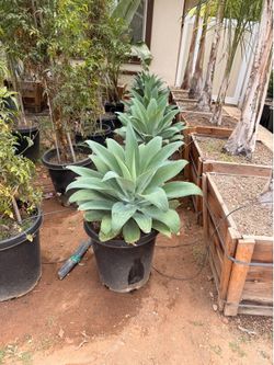 Agave Attenuata 15 gal fox tail