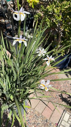 White African Iris