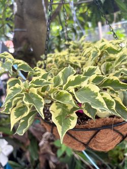 Variegated bugambilia hanguin basket