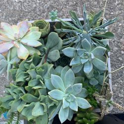 Different Succulents