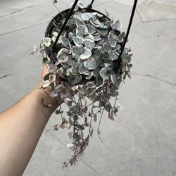 6â Variegated String Of Hearts