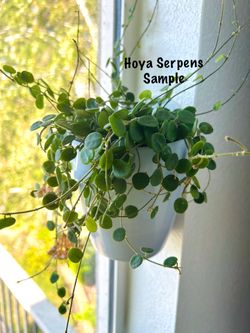 Hoya Serpens