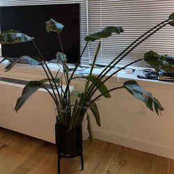 Bird of paradise plant