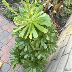 5 Feet Succulent $50 