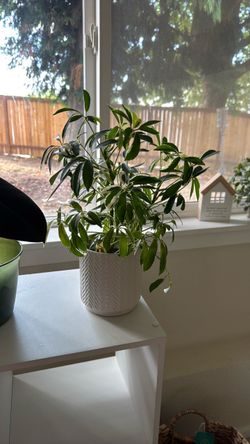 Plants