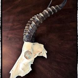 Oddities Art Piece - Shepherd or the sheep - Real heart - oddities