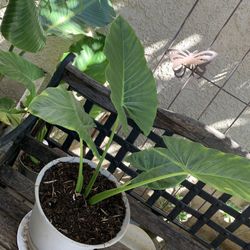 Plant Ear Elephant 5 Gallon.