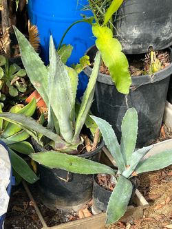 I am selling all kind of plants