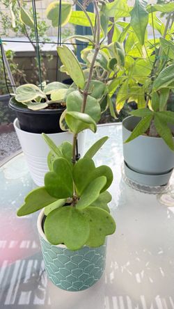 Hoya plants