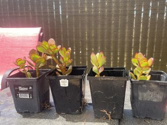 Jade Plants 