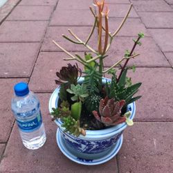 Beautiful Mix Succuelnts Plants Flowers Firesticks Tiger Cactus 🌵 Bonsai Rosettes Asian Ceramic Pot Patio Garden Yard Home 