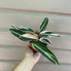 4” Calathea Triostar