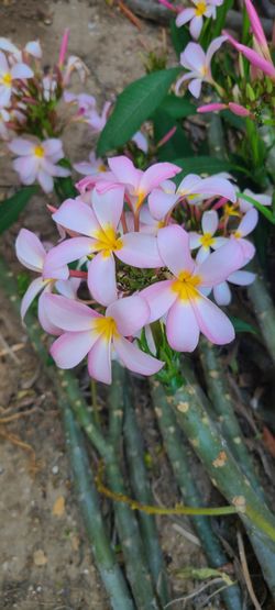 Plumeria
