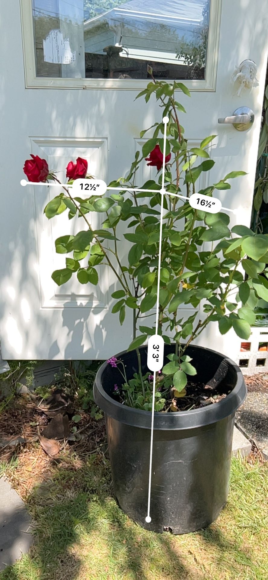 China Rose Potted Plant Red Rose Flowers Garden rose bengal rose