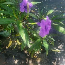 Mexican Petunia 