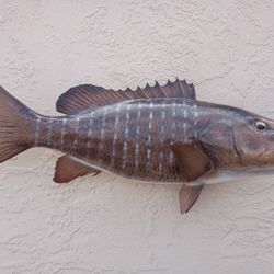 XL Mangrove Snapper Fish Mount 