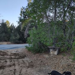 Oak Trees Palm Trees Fire Wood Oak Plants