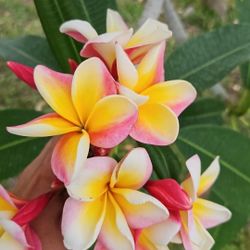 Plumeria Plants 