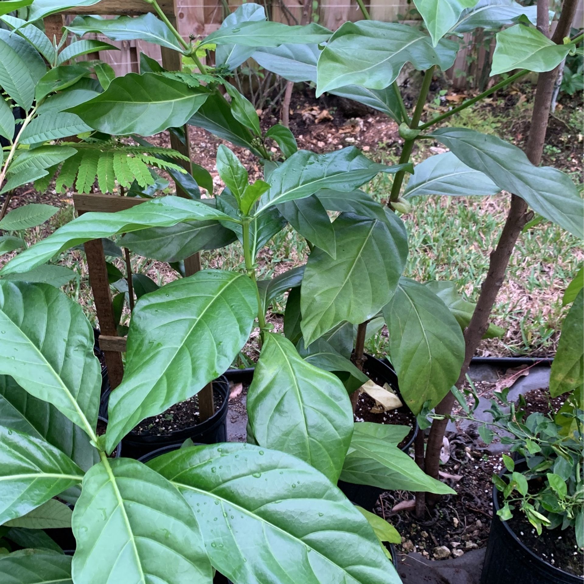 Noni Trees