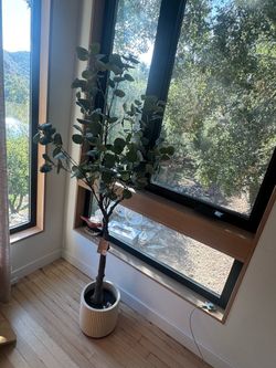 Faux Eucalyptus tree.