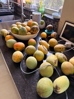 Magos filipinos y Alfonso