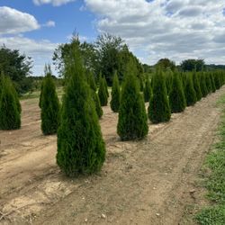 Privacy Tree Sale FREE DELIVERY! Emerald Green & Green Giants 