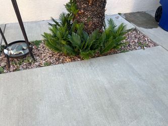 Palm trees
