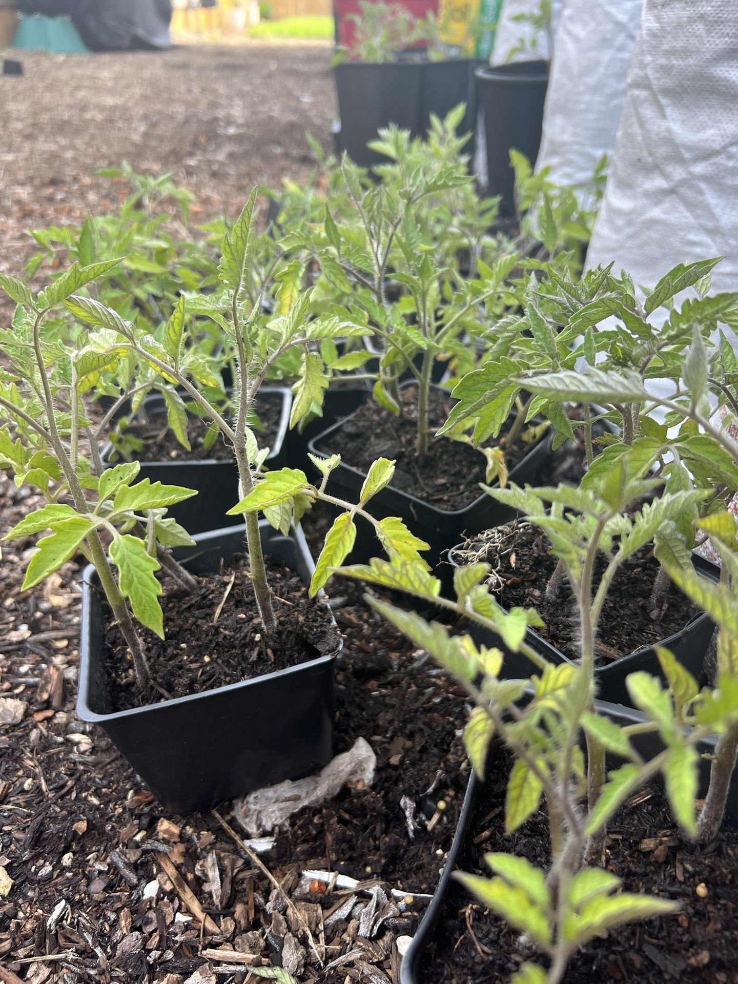 FREE Tomatoe Plants