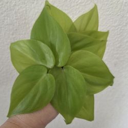 Philodendron Lemon Lime Plant Cuttings