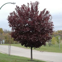 Canada red Chokecherry Trees