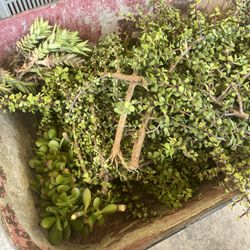 Succulents 