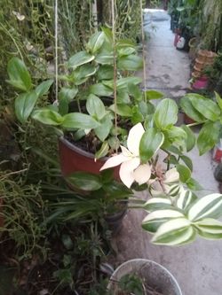 Trandescantia