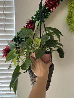 Assorted Potted House Plants