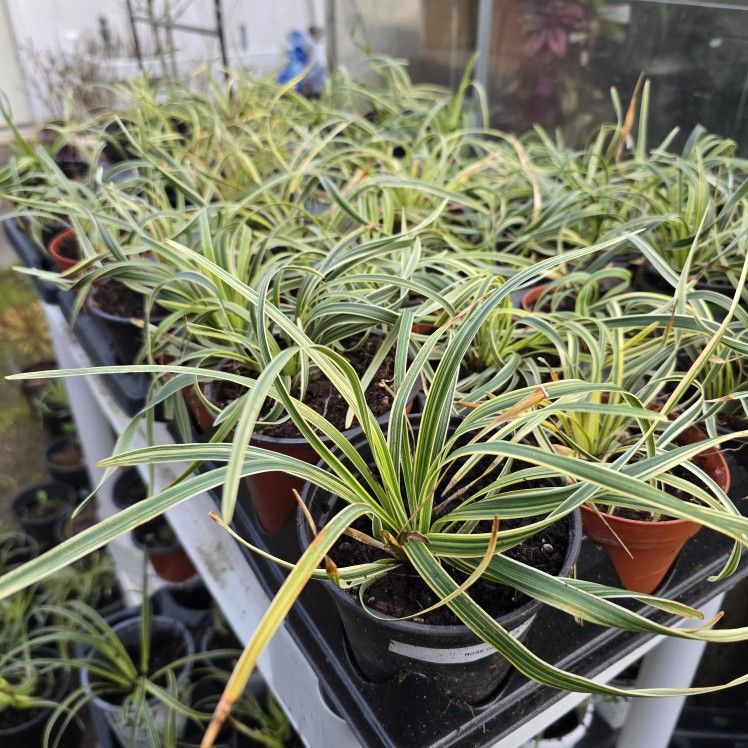 Mondo Grass - Pam Harper - Ground Cover