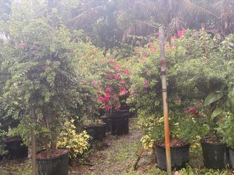 Local gardener loving family business