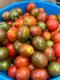 Ciruelas/ Jocotes
