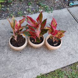 Aglonema Tricolor Plant 3  $45 