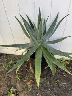 Agave Plants | Plantas de Agaves