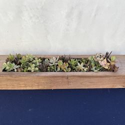 Wall-Mountable Succulent Garden in Wood Planter