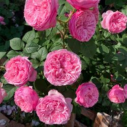English Roses live plant 2 gallons DA Carey